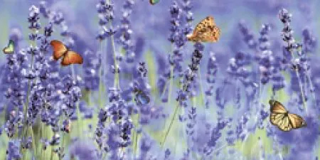 sub-image1