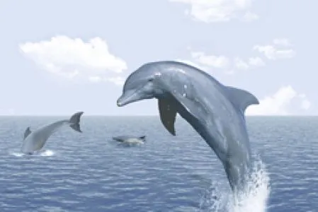 sub-image1